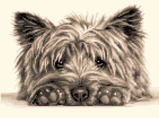 CAIRN TERRIER dog - complete