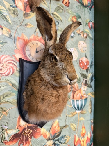 Taxidermy hare shoulder - taxidermy,