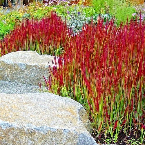Imperata cylindrica rubrar - imperata,
