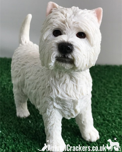 West highland terrier westie - highland,