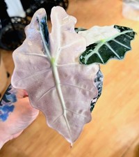 Alocasia polly pink variegated - alocasia,