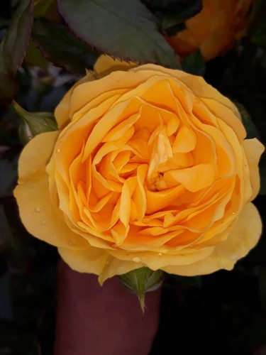 Absolutely fabulous floribunda - absolutely,