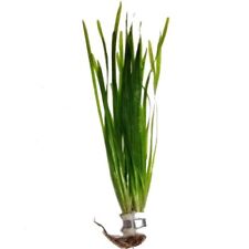 Straight Vallisneria spiralis live vallis aquarium fish tank plant.