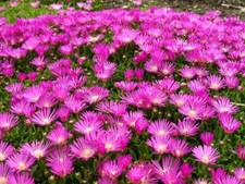 Pack delosperma cooperi - pack, 'cooperi'