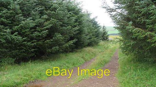 Photo 6x4 strip wood - photo,