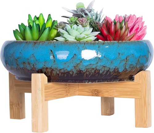 Artketty succulent plant - artketty,