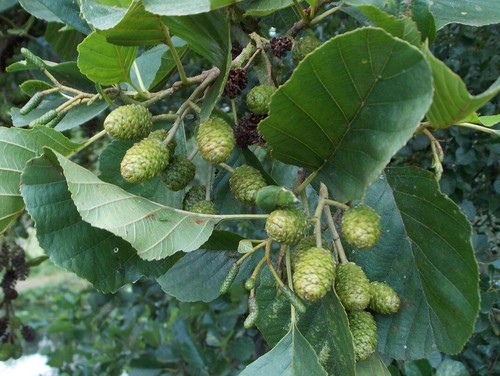 Alder tree - alder, glutinosa)