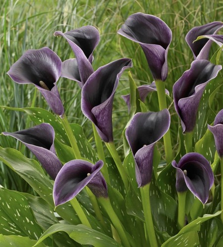 Calla akela tuberous flower - 'akela',