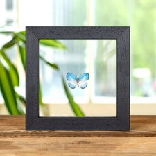 Pointed Line-blue Butterfly In
