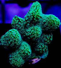 Green Stylo Stylophora SPS