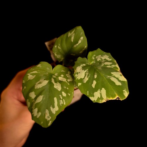 Homalomena frog - homalomena,