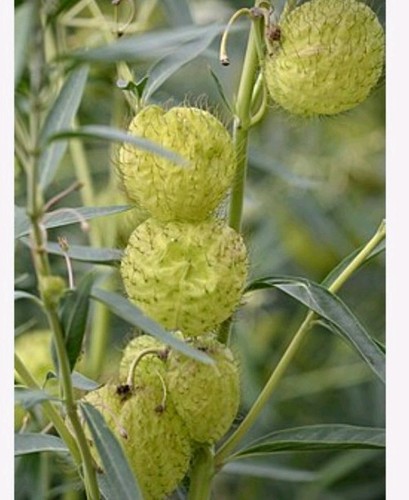 Gomphocarpus physocarpus