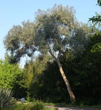 Tasmanian Snow Gum Tree Seeds, Eucalyptus Coccifera, Hardy, 25, 50,  UK SELLER