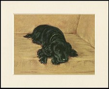 COCKER SPANIEL ON CHAIR