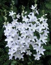 Campanula Pyramidal Alba