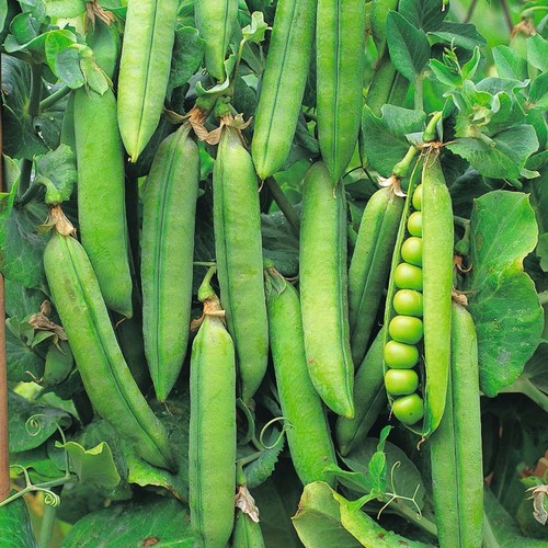 Pea rondo 250 - pea,