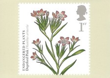 ROYAL MAIL STAMP POSTCARD<>PLANTS UK species in recovery<>DEPFORD PINK  ~