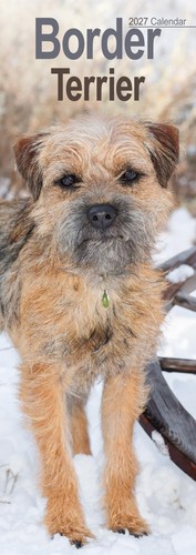 Border terrier slim - terrier,