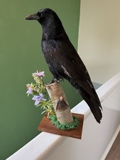 Taxidermy large crow this - large, is
