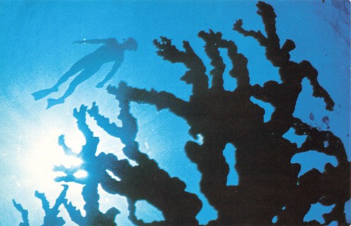 Postcard florida snorkeler - postcard,