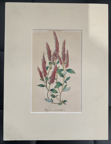 Vintage botanical watercolour - botanical,