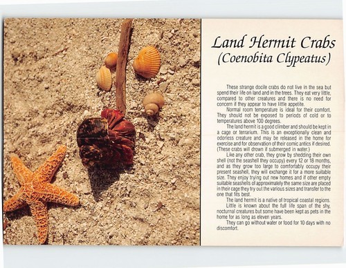 Postcard land hermit crabs - postcard,
