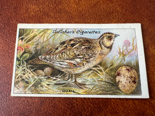 Gallaher birds nests eggs - -, &