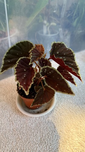 Begonia firefly indoor - firefly, house