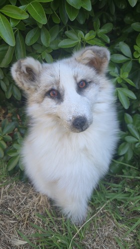 Taxidermy fox rare white - taxidermy,