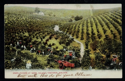1906 postcard grape - postcard, ~grape