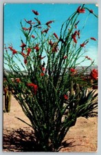 Ocotillo Desert Monkey Tail