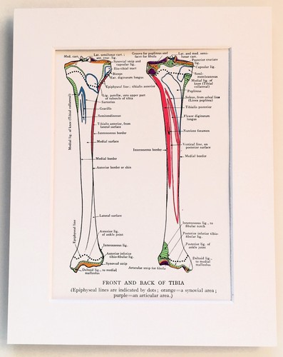 Anatomy tibia 1930s - anatomy,