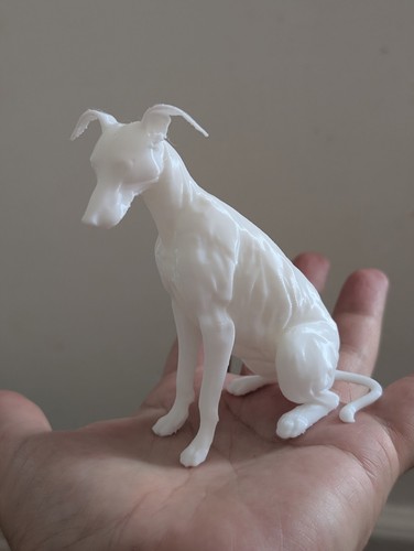 Greyhound lurcher whippet home - greyhound,