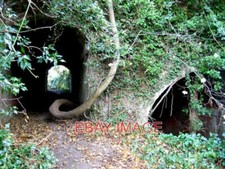 PHOTO  PONTESBURY STRANGE TREE
