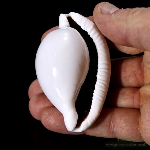 Cowrie egg ovula - cowrie,