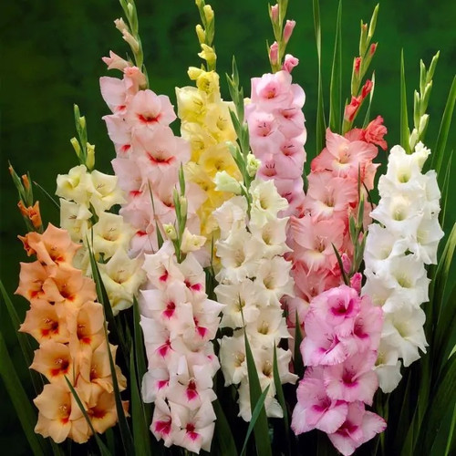Gladioli pastel mixed - x,