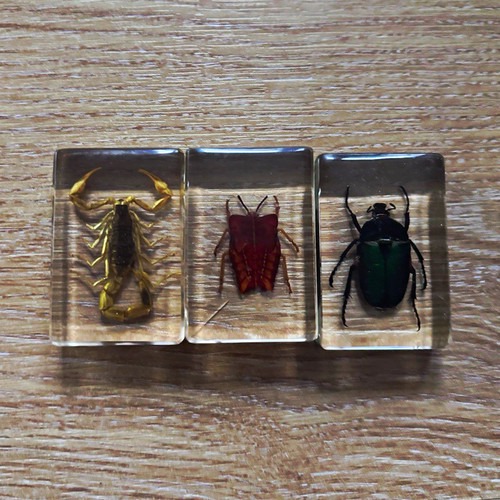 3pc beetle insect specimens - beetle,