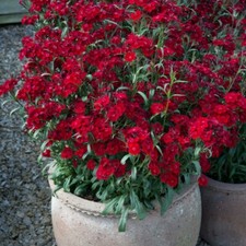 T&M Dianthus barbatus Rocking