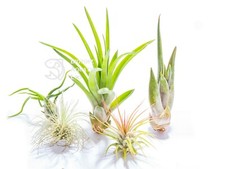Collection of 5 MINI air plants - Tillandsia live house plant. No Soil