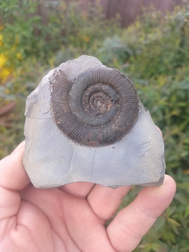 Dactylioceras tenuicostatum