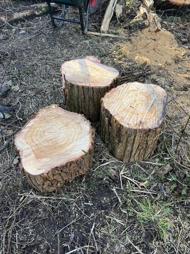 Rustic tree stumps - rustic, stumps/seats
