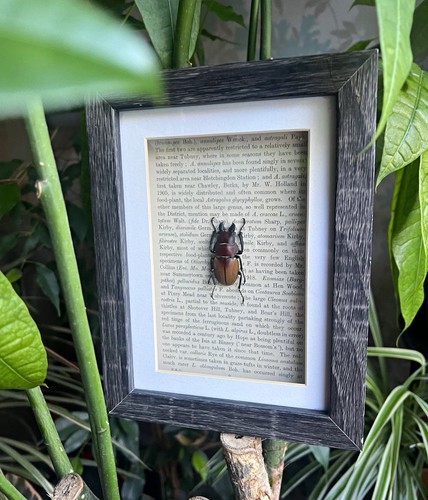Lesser stag beetle dorcus - stag,