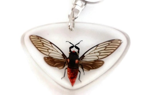 Real cicada resin keychain - cicada,