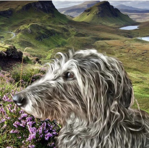 Greyhound lurcher - ,,
