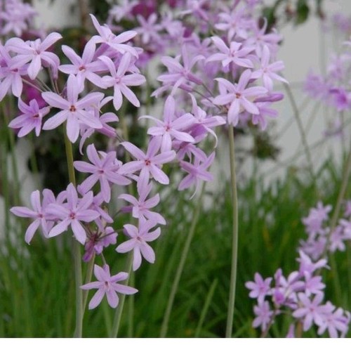 Tulbaghia violacea society - tulbaghia,