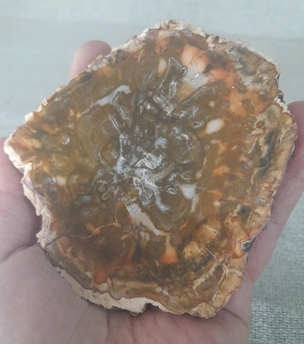 Fossilised wood slice 230g - fossilised,