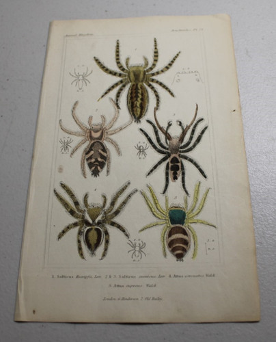 1837 cuvier animal color - 1837,