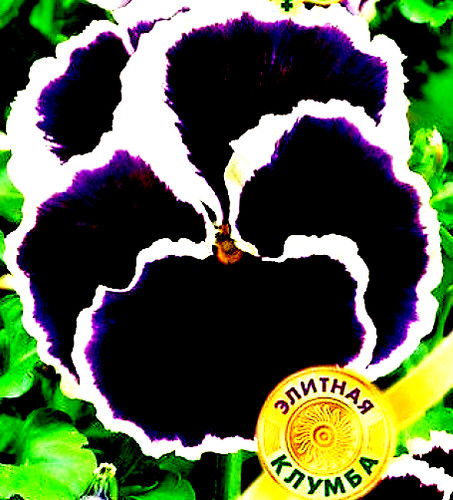 Russian pansy seeds - pansy, black