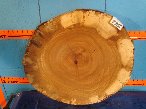 8355 1 4 thick - 1/4", spalted