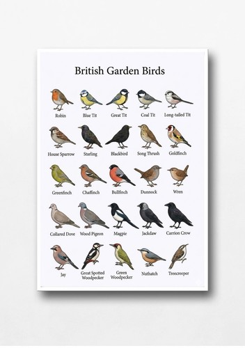 British garden bird - garden,